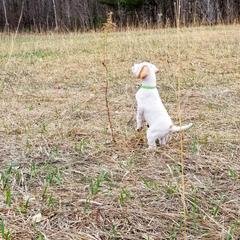 Pointer and Weimaraner Puppies from Silvershot Weimaraners and Pointers
