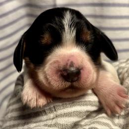 2 - Black white and tan female English Springer Spaniel puppy in Natural Bridge, Virginia from Sara's English Springer Spaniels