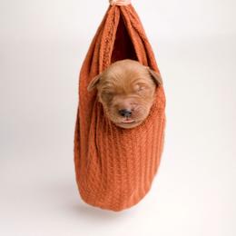 Boy 5 - male Golden Retriever puppy in Buhl, Idaho from Atkinson's Goldens