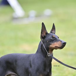 Manchester Terriers from Rustic Lane Manchester Terriers