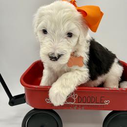 Orange collar - Black and white female Sheepadoodle puppy in Camden, North Carolina from Luv My Doodle