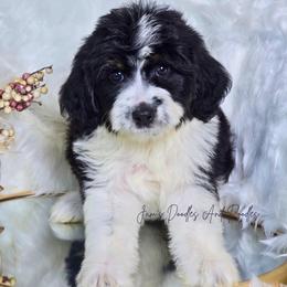 Bonnie - Black tri-color female Aussiedoodle puppy in Cleveland, Georgia from Jam's Doodles And Poodles