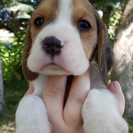 Beagle Puppies from Wilderness Beagles