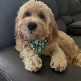 Goldendoodles from Joyful Goldendoodles LLC