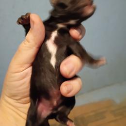 Boy 1 - Black male Pomeranian puppy in Parthenon, Arkansas from Michelle's Poms