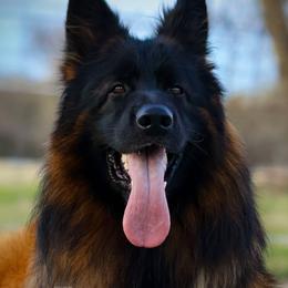 Fuchur - German Shepherd