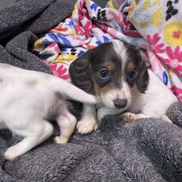 Girl 4 - Piebald female Dachshund puppy in Stockton, California from Royalty Weenies