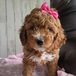 Girl 2 - Parti female Goldendoodle puppy in Plymouth, Utah from Country Sunshine