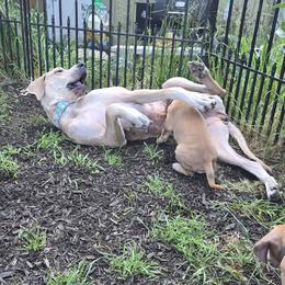Great Dane puppies from Red Cloud Australian Shepherds and DeGray Great Danes & Bulldogs