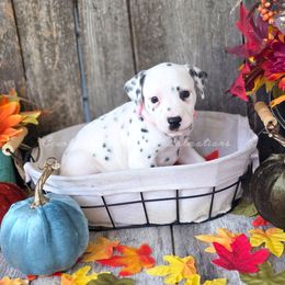 Brittney - White and black female Dalmatian puppy in Neosho, Missouri from County-Line Critters