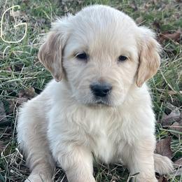 Silver Girl - Golden female Golden Retriever puppy in Mount Carmel, Tennessee from HS Goldens