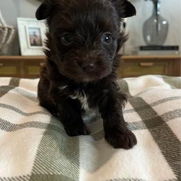 Piper - Chocolate, tan and white female Yorkshire Terrier puppy in Calhoun, Georgia from Peach State Yorkies
