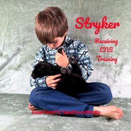 Stryker - Black male Newfoundland puppy in Cortez, Colorado from Bear Heart Newfoundlands, LLC
