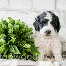 Cockapoos and Pomskies from Cottonwood Kennel