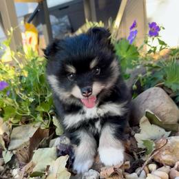 June Carter - Tri-color female Pomsky puppy in Sturgis, Kentucky from Furever Pomskies