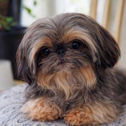 Monet - Shih Tzu
