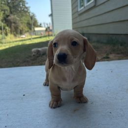 Dachshund Puppies from Beanies Babies