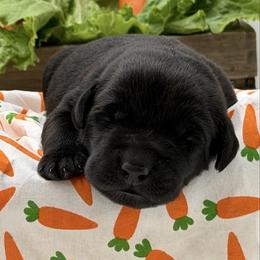 Yellow - Black female Labrador Retriever puppy in Heath Springs, South Carolina from Rich Hill Retrievers