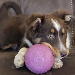 Eve - Red tri-color female Australian Shepherd puppy in Niles, Michigan from Tara's Australian Shepherds