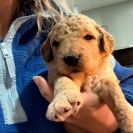 Blue collar - Apricot male Goldendoodle puppy in Ottawa, Kansas from Kansas Country Doodles