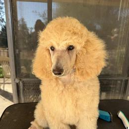 Max Muncy - Apricot male Poodle puppy in Nipomo, California from Central Coast Standard Poodles & Cavaliers