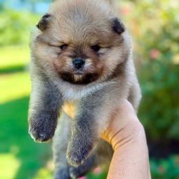 CAIN - Orange male Pomeranian puppy in Willis, Texas from Treasured Jewels Pomeranians