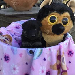 German Shepherd Puppies from War Cry German Shepherds