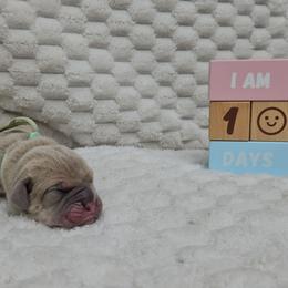 Teal collar - Gray and fawn female Cane Corso puppy in Fritch, Texas from Carrie Brown's Cane Corsos