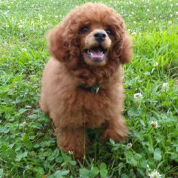 Mindy - Red  female Poodle puppy in Hurricane Mills, Tennessee from Scenic Hills Kennels
