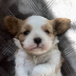 Cavalier King Charles Spaniel and Pembroke Welsh Corgi Puppies from Puppy PlayPen
