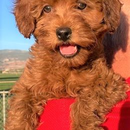"Firecracker, Female, Available" Goldendoodle Puppies from OnlyGoldendoodles