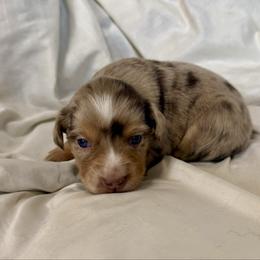 Nutmeg - Red merle female Miniature Australian Shepherd puppy in Medical Lake, Washington from MAS Gone Rogue