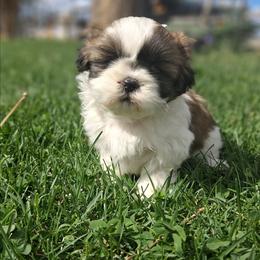 Thunder - Black and white male Shih Tzu puppy in Montrose, Colorado from Gnomies Furry Friends