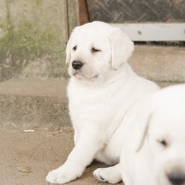 Labrador Retriever Puppies from Polar Bear Farms