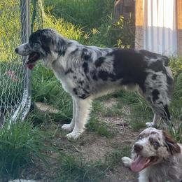 Ben - Blue merle male Australian Shepherd puppy in Dunn, North Carolina from The Dogs of Working Aussies Homestead