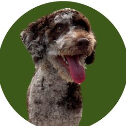 Zoey - Goldendoodle
