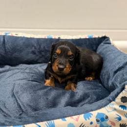 Barney R - Black and tan male Dachshund puppy in Wesley Chapel, Florida from Russell Lee Overton
