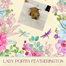 Lady Portia Featherington - Brown and tan female Cockapoo puppy in Piedmont, Oklahoma from Perdue Puppies
