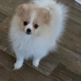 Rina - Cream sable parti female Pomeranian puppy in Ontario, Oregon from S'more Pomeranians