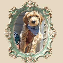 Cash - Apricot male Goldendoodle puppy in Richmond, Virginia from Highland Grove Doodles, LLC