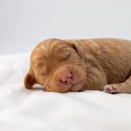 Hattie orange boy - Apricot male Goldendoodle puppy in Lafayette, Alabama from Sweethaven Kennels