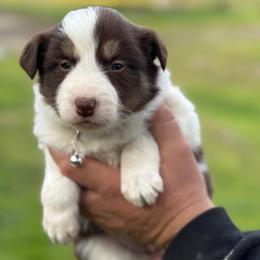Emily - Red female Border Collie puppy in Sanger, California from Flying M Cactus Ranch Buddies