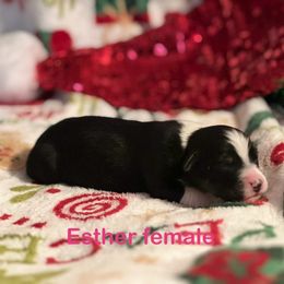 Esther - Black tri-color female Australian Shepherd puppy in Howardsville, Virginia from Spectacular Aussies and Cavaliers
