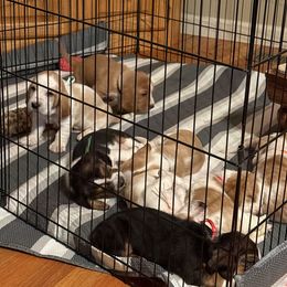 Basset Hound Puppies from CK Beagles & Bassets