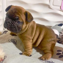 Milkman Red Fawn sable male from OFA'd partners - Fawn and white male French Bulldog puppy in Billings, Montana from Montana Made Frenchies