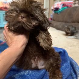Shih Tzu puppies from Dempsey’s Darlings
