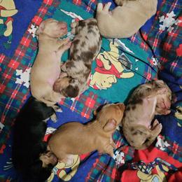 Dachshund puppies from Mel's LowRider Ranch