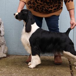 Honor - English Springer Spaniel
