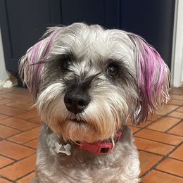 Maze - Miniature Schnauzer