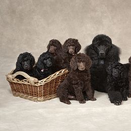 Poodle Puppies from Piccolo's Poodles